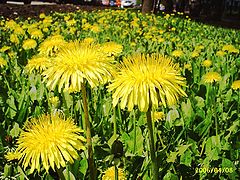 photo "Dandelions"