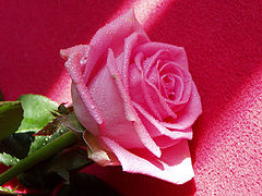 photo "Aroma of love"