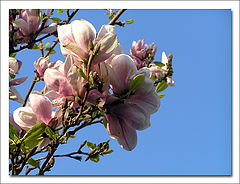 photo "Magnolia"