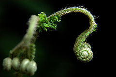 photo "Samambaia"