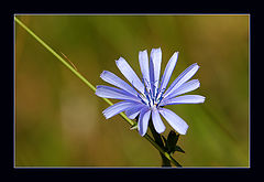 photo "I paint in Blue for You."