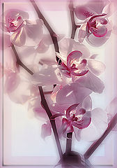 photo "***"