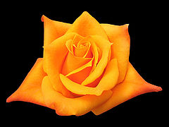 photo "Rose #2"