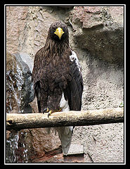 photo "Haliaeetus prlagicus"
