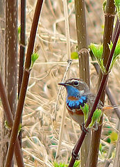 photo "Bluethroat"