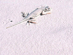 фото "Bleached Earless Lizard"