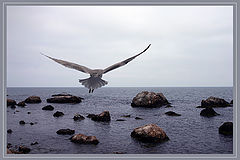 photo "Seagull"