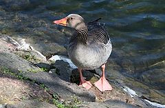 photo "Bird"