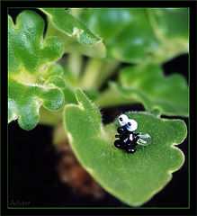 photo "The glass fly"