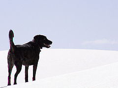 фото "Sophia atop Sand Dune"