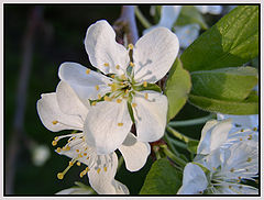 photo "a lovely time of the year"