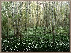 photo "spring forest"