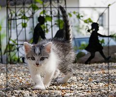 фото "Cat"