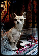 фото "dog ))"