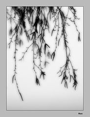 фото "Dans le brouillard"