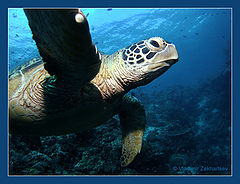 photo "Under turtle's wing"