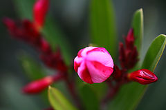 фото "Explosion"