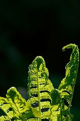 photo "<>"