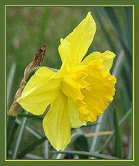 photo "Flower with a crown gold"