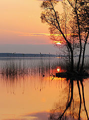 photo "Graceful evening"
