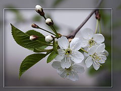 photo "The Cherry Flowers"