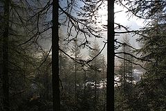 photo "morning woods"