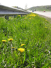 photo "Dandelions"
