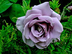photo "violet rose"