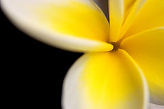photo "My Logo"