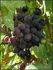 фото "Grapes"