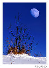 photo "Sunrise moon"