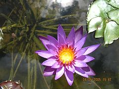 photo "Water Lilies"