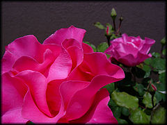фото "***"