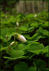 photo "One of the first"