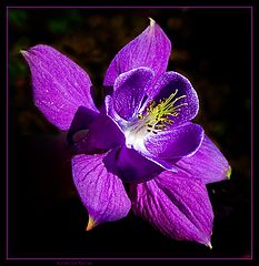 фото "Violett"