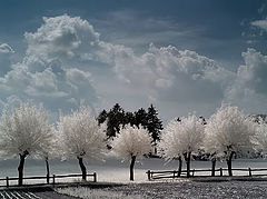 photo "ZX 13"