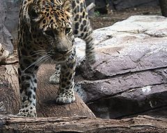 фото "Spotted Movement"