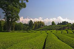 photo "Green Tea"