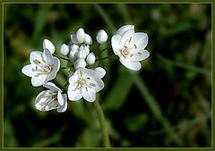 photo "Spring tiny"