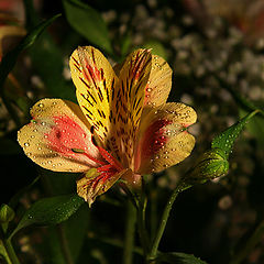 photo "***"
