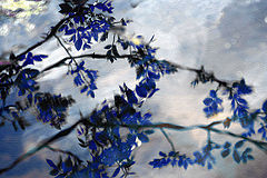 photo "Japan motive"