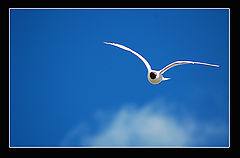 photo "Free flight"