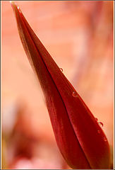 photo "***"