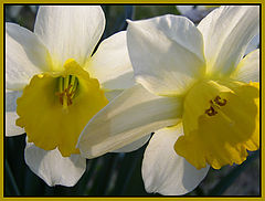 photo "yellow spring"