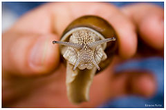 фото "Mega Snail"