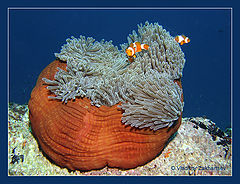 photo "Anemone and anemonefishes"