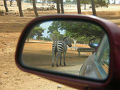 фото "In the rear-view mirror"