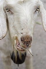 photo "sotona"