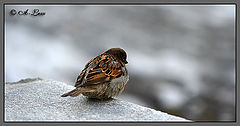photo "Sadnes"