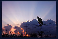 photo "Starling"